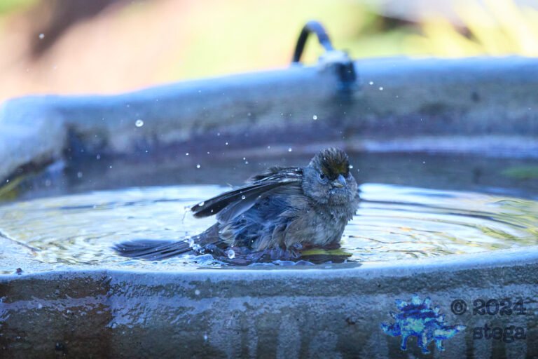Anna’s Hummingbird, Gold-Crowned Sparrow