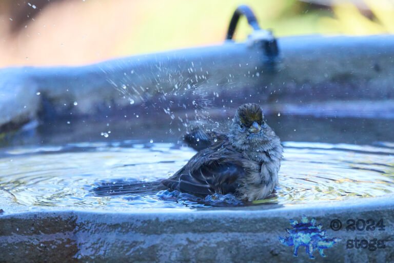 Anna’s Hummingbird, Gold-Crowned Sparrow