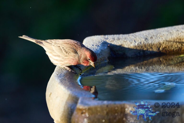 House Finch