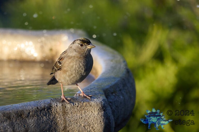 Anna’s Hummingbird, Gold-Crowned Sparrow