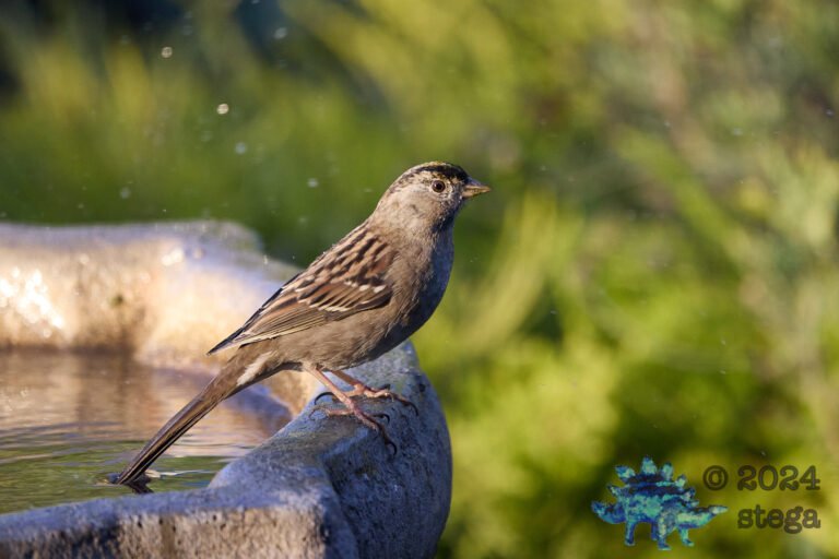 Anna’s Hummingbird, Gold-Crowned Sparrow