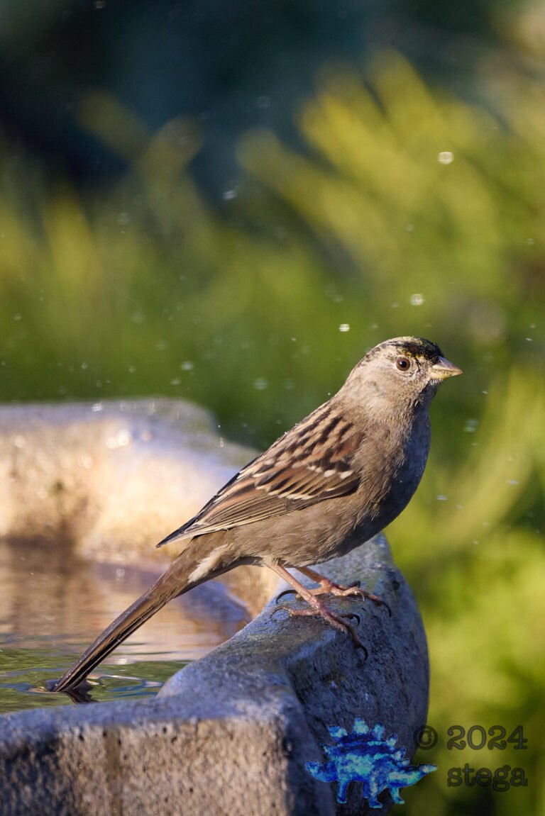 Anna’s Hummingbird, Gold-Crowned Sparrow