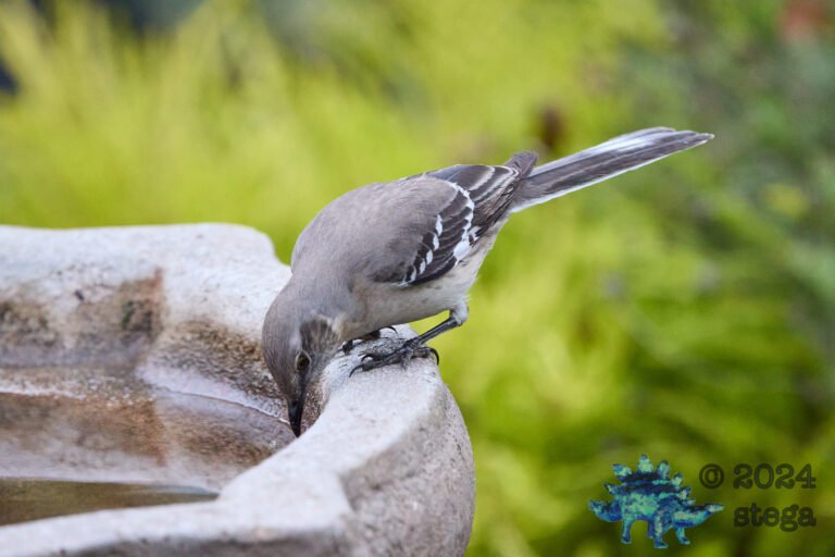 Northern Mockingbird