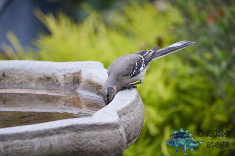 Northern Mockingbird