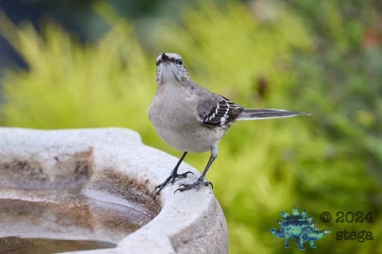 Northern Mockingbird