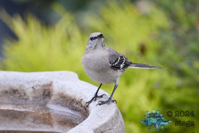 Northern Mockingbird