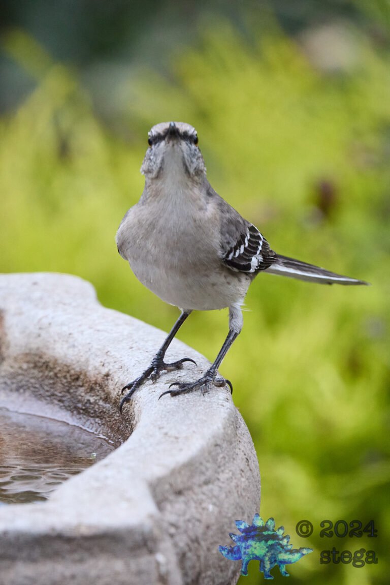 Northern Mockingbird