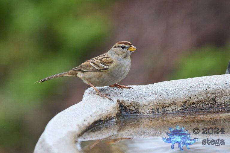 White-Crowned Sparrow
