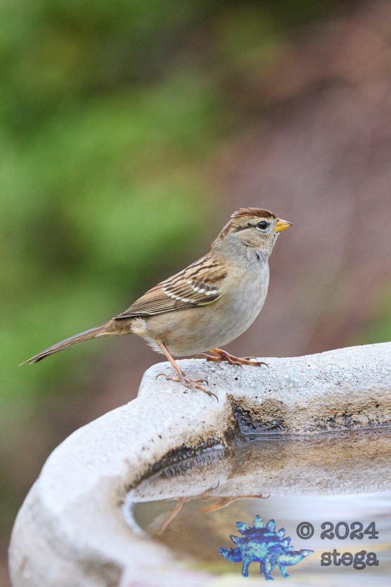 White-Crowned Sparrow