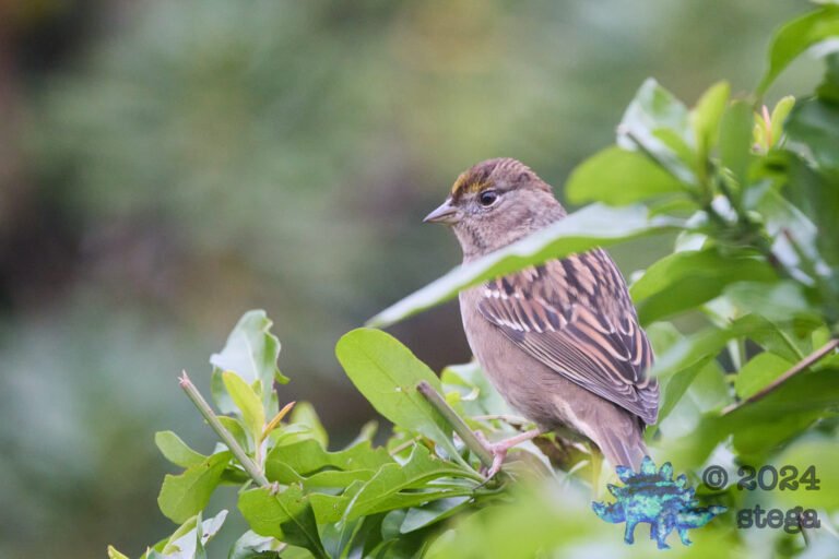 Anna’s Hummingbird, Gold-Crowned Sparrow