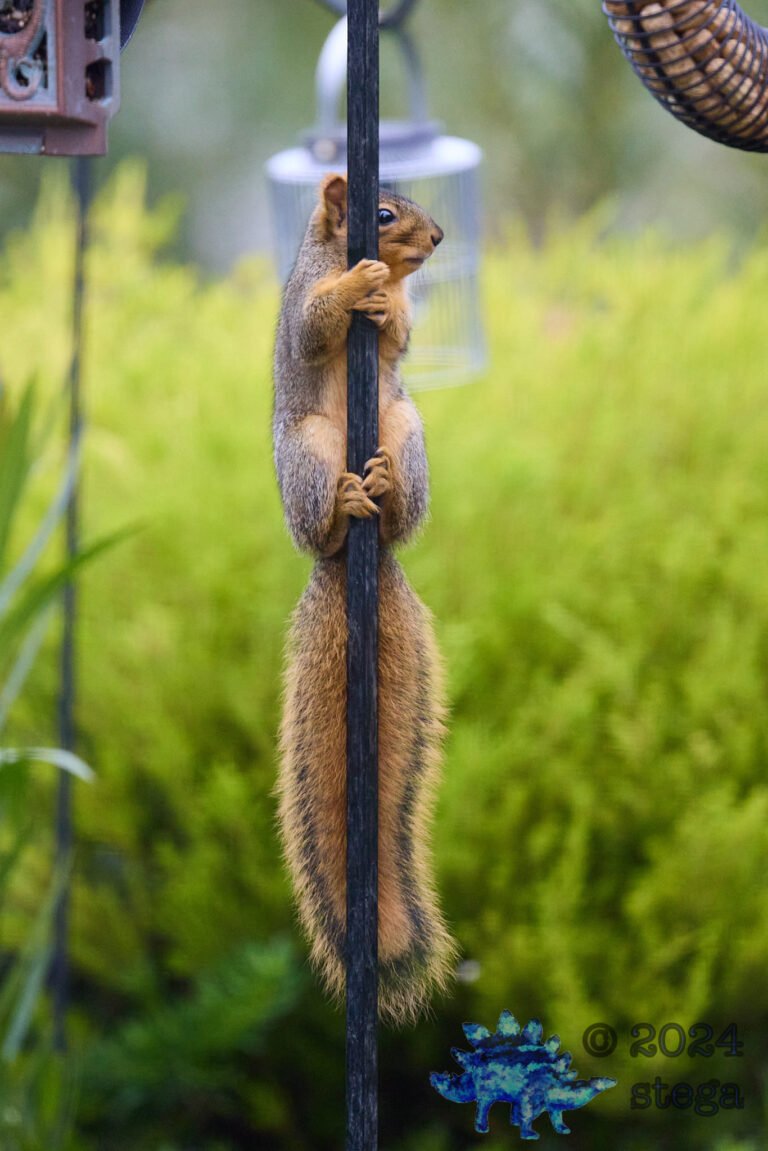 Fox Squirrel