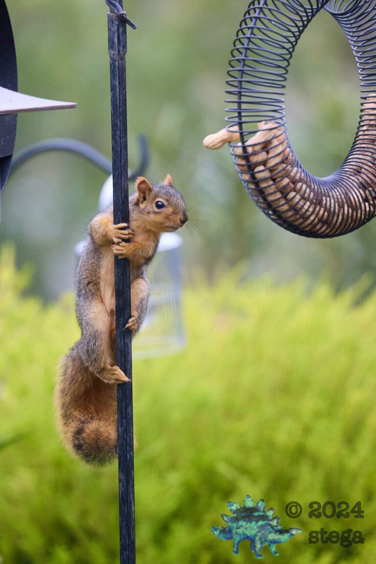 Fox Squirrel