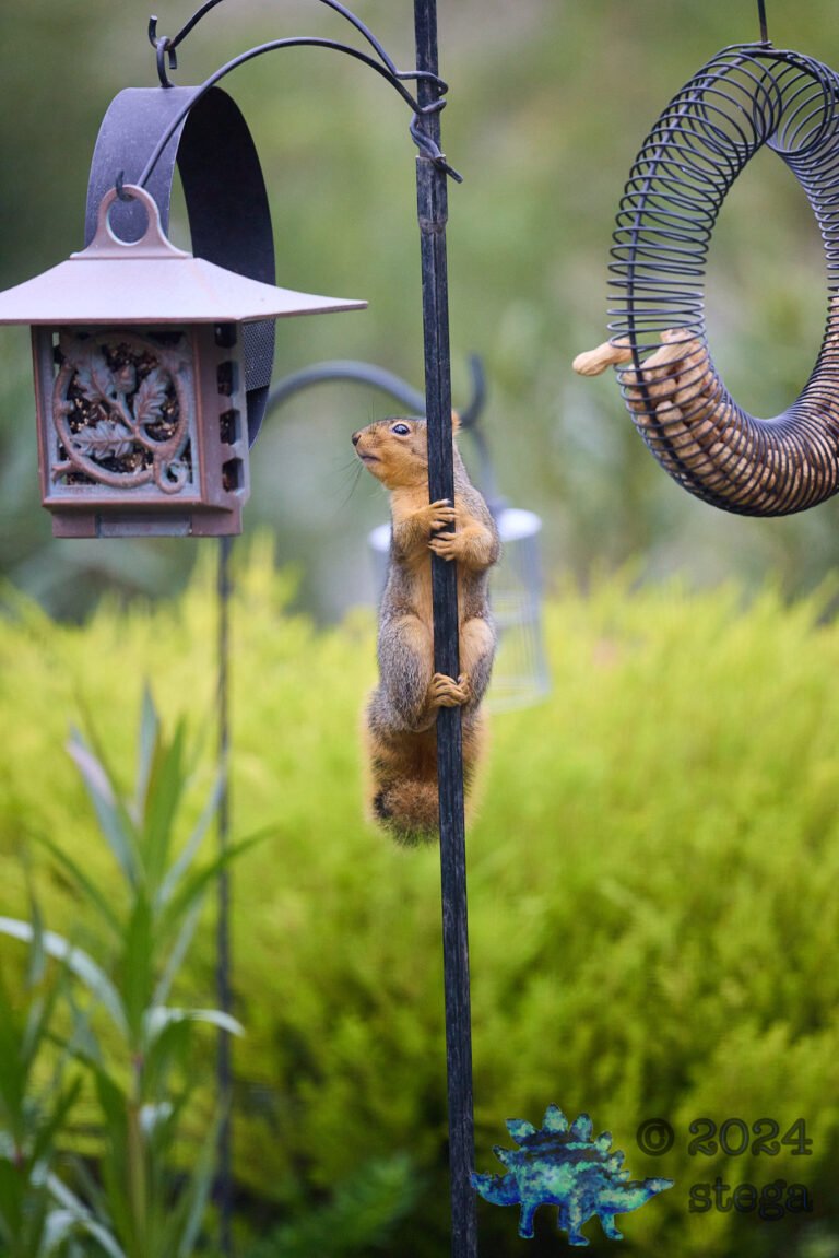 Fox Squirrel