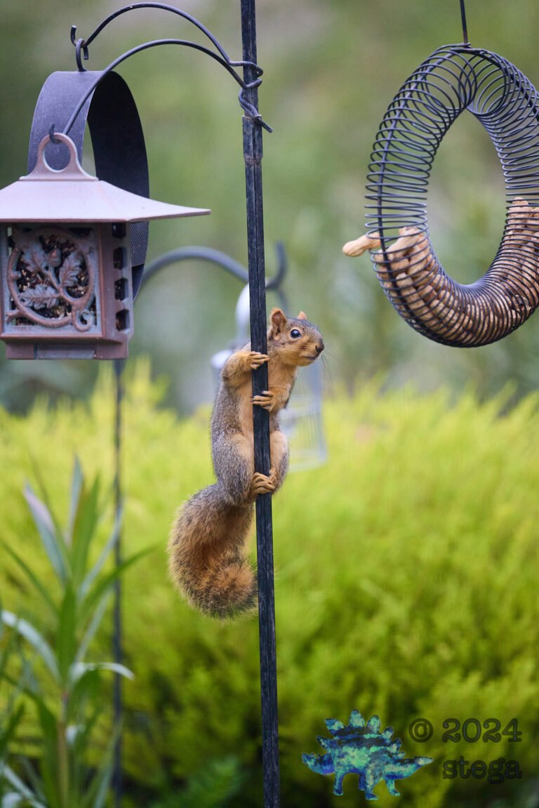 Fox Squirrel