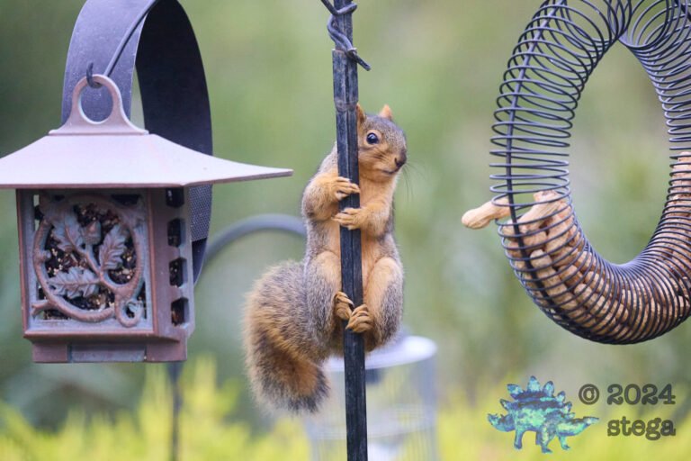 Fox Squirrel