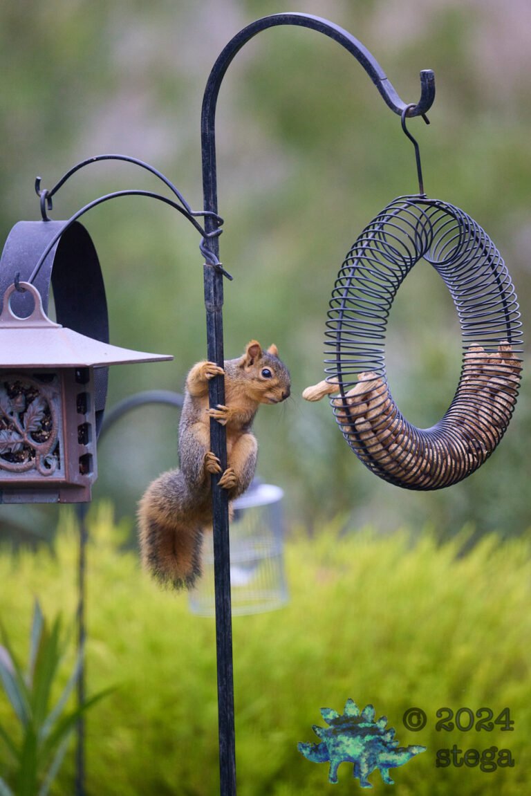 Fox Squirrel