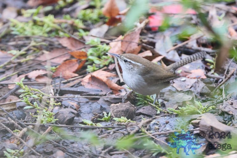 Bewick’s Wren