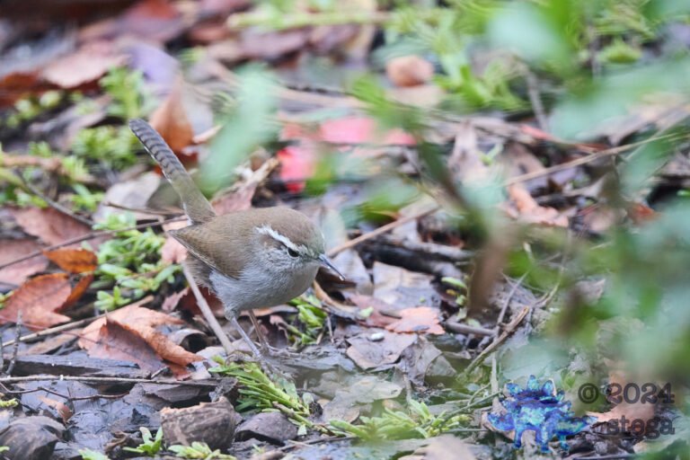 Bewick’s Wren, California Towhee