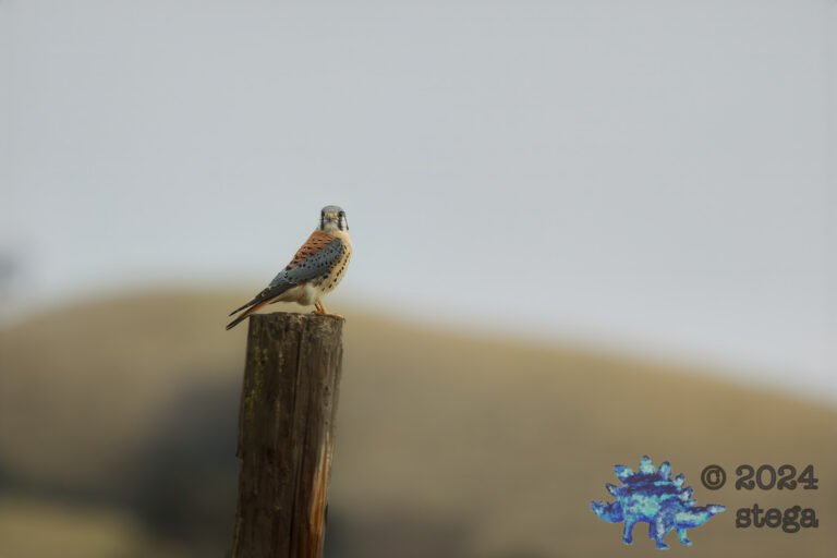 American Kestrel