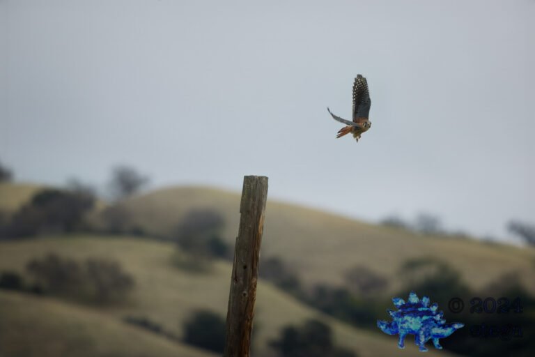 American Kestrel
