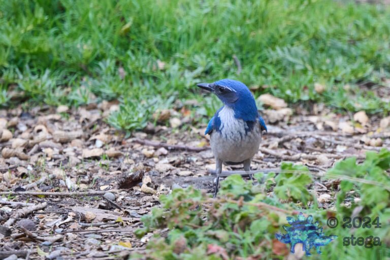 California Scrub Jay