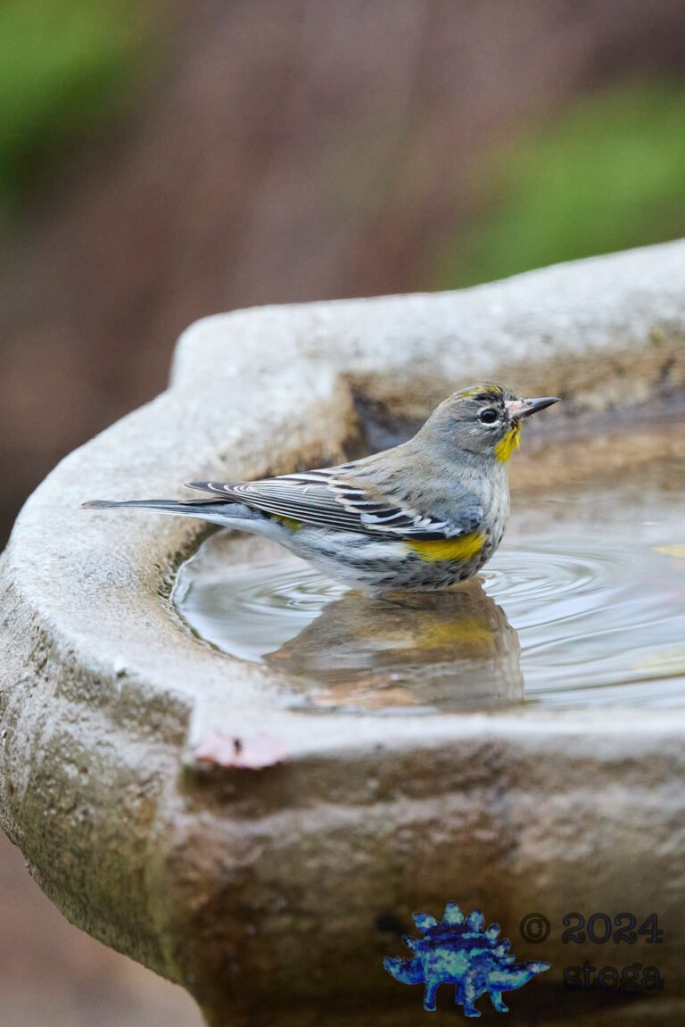 Yellow-rumped Warbler