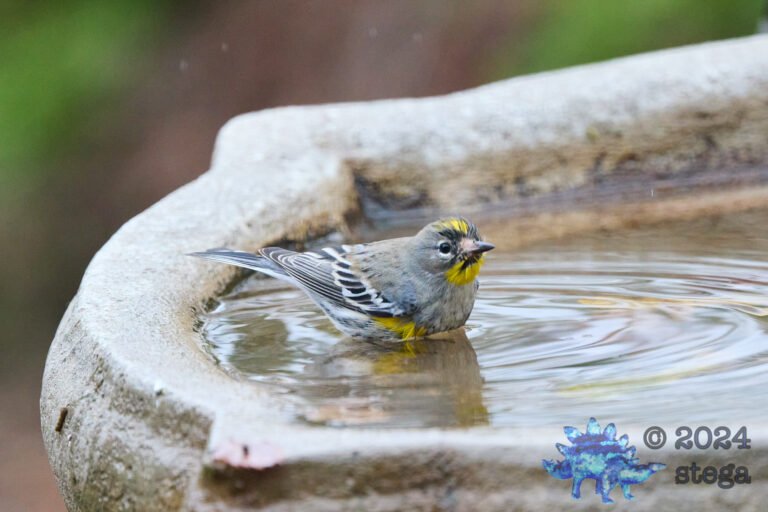 Yellow-rumped Warbler
