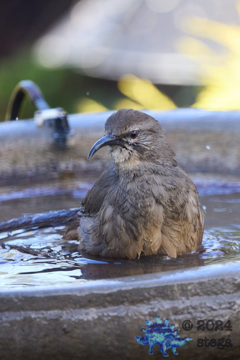 California Thrasher