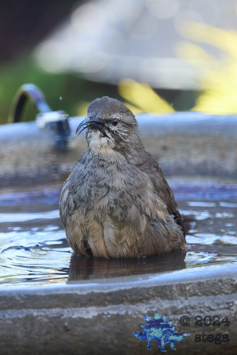 California Thrasher