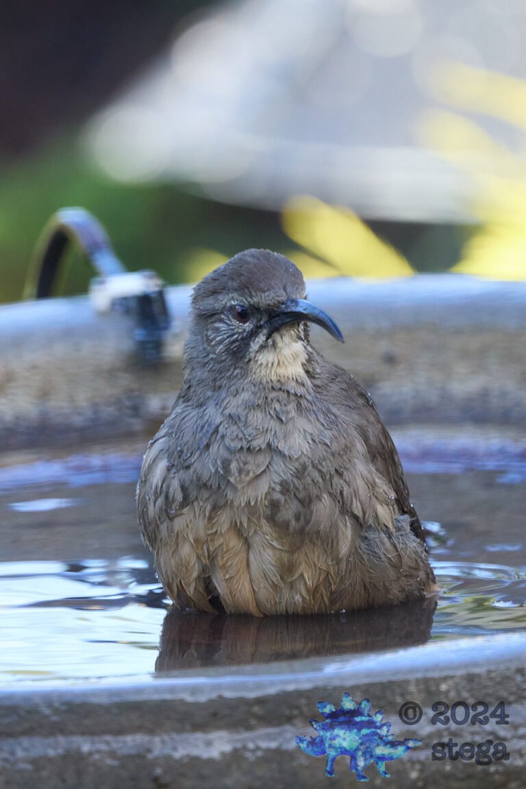 California Thrasher