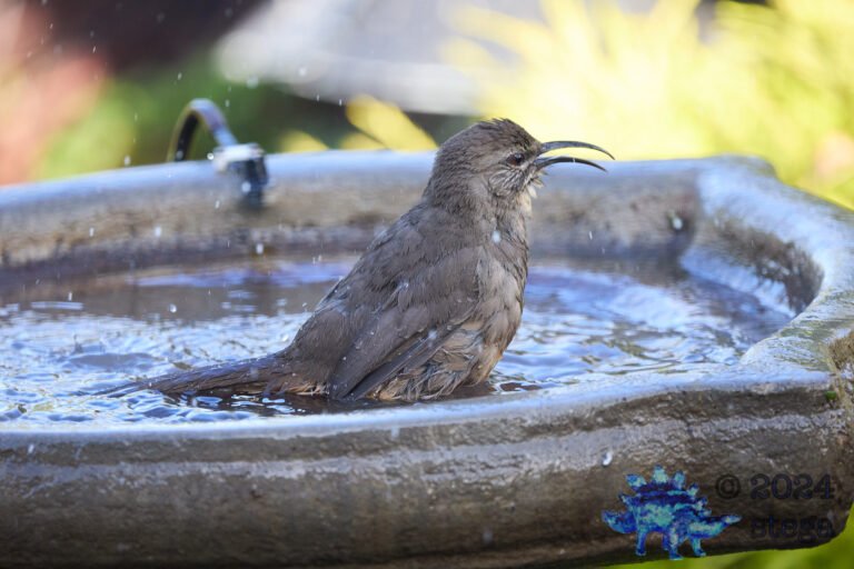 California Thrasher