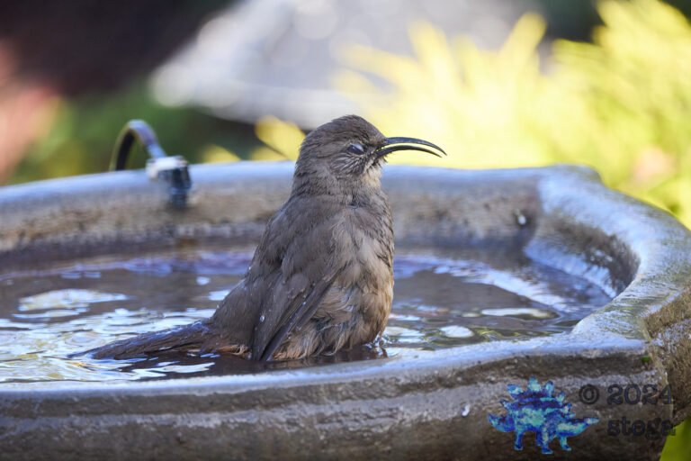 California Thrasher