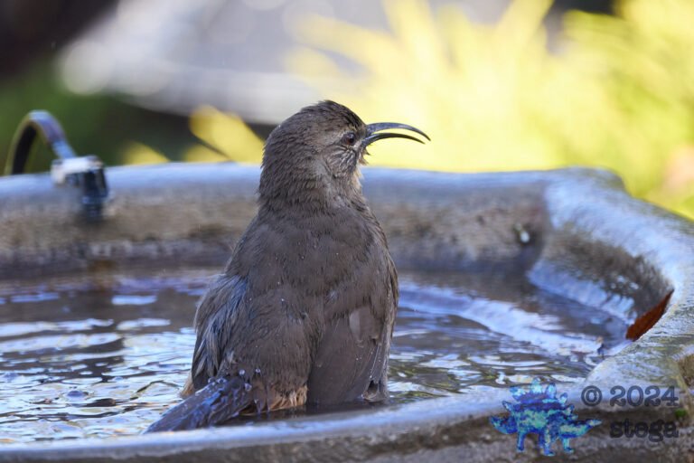 California Thrasher