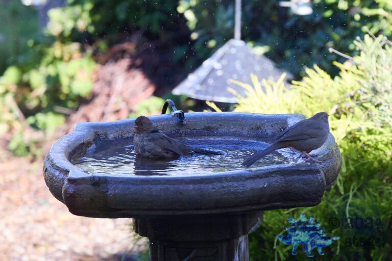 California Towhee