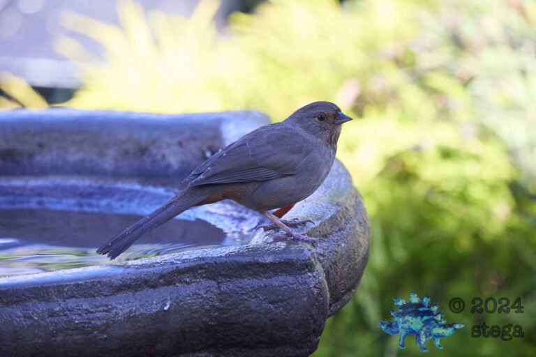California Towhee