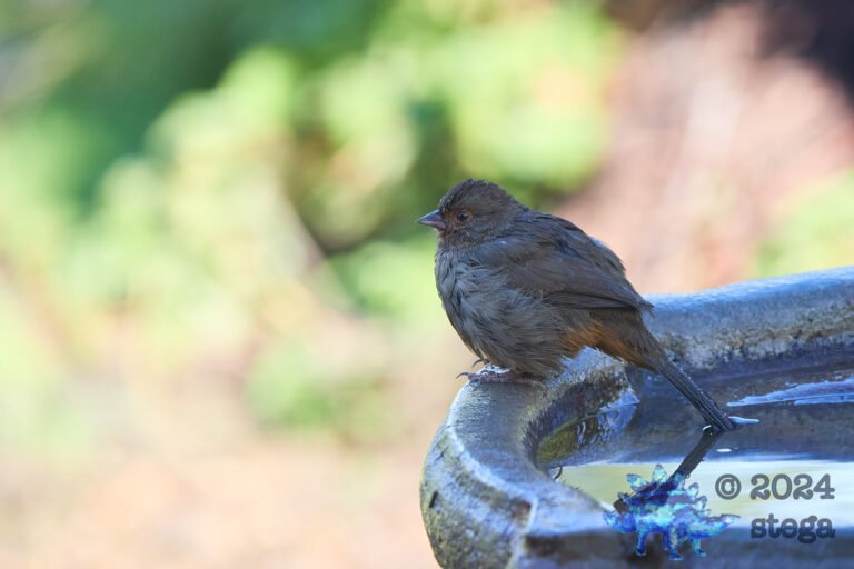 California Towhee