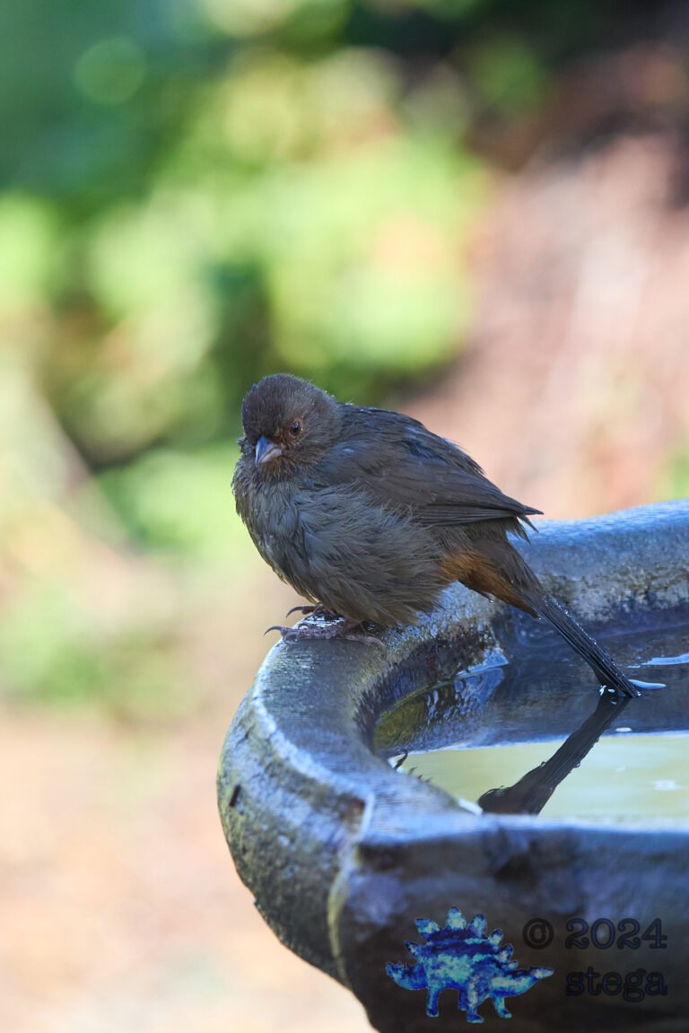California Towhee