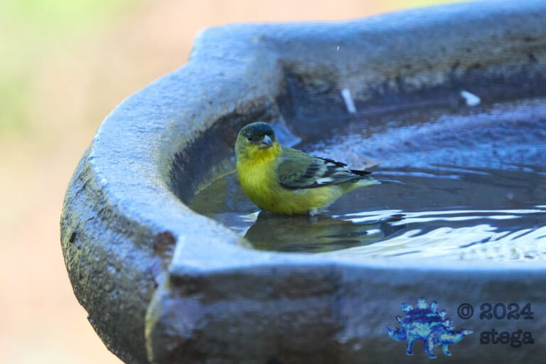 Lesser Goldfinch