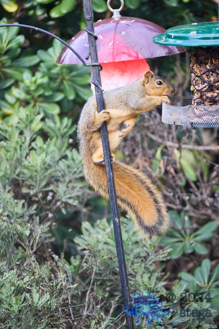 Fox Squirrel