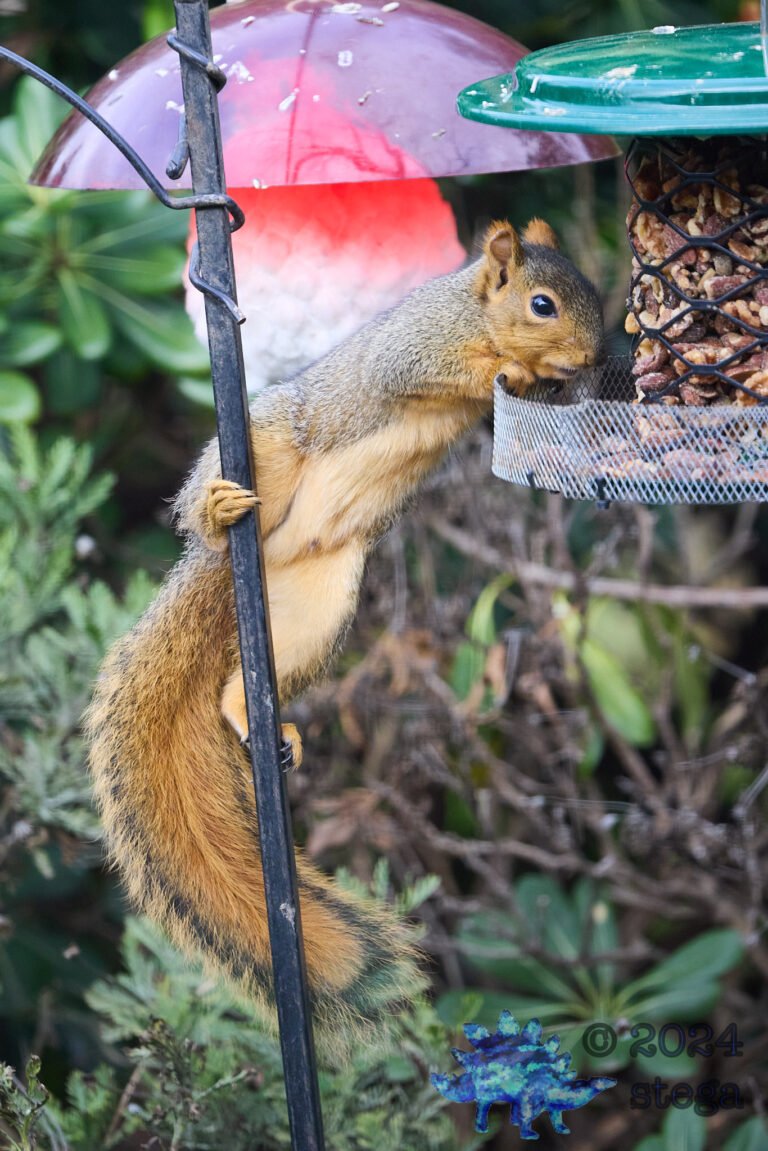 Fox Squirrel