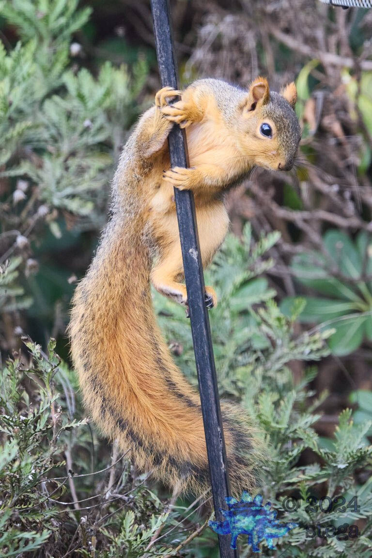 Fox Squirrel