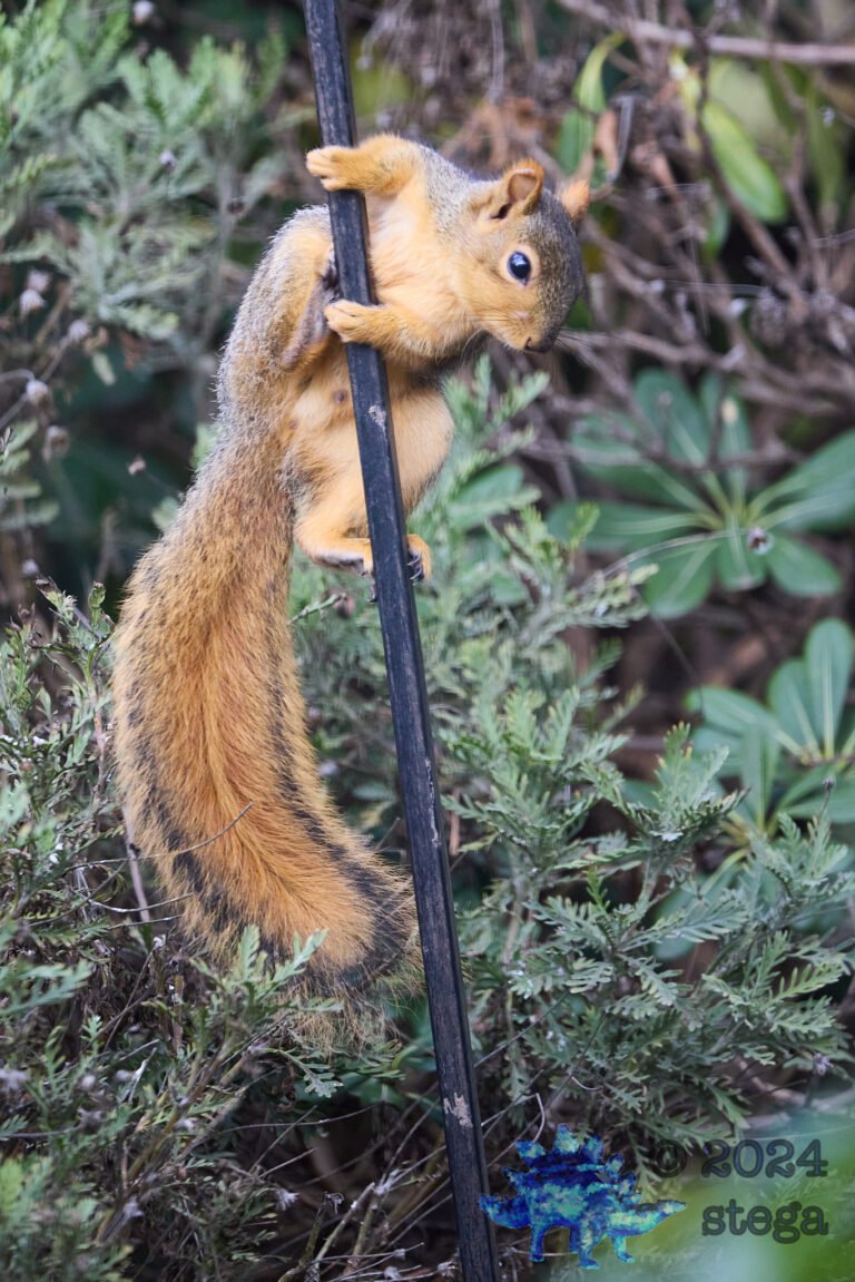 Fox Squirrel