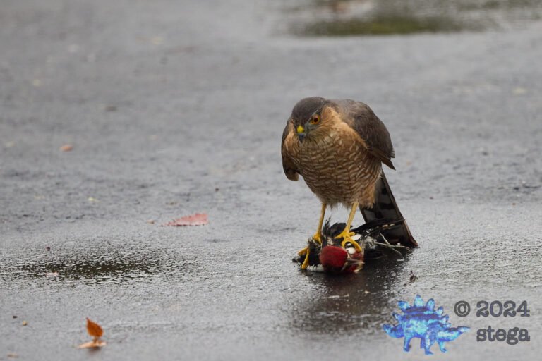 Cooper’s Hawk With Red-Naped Sapsucker