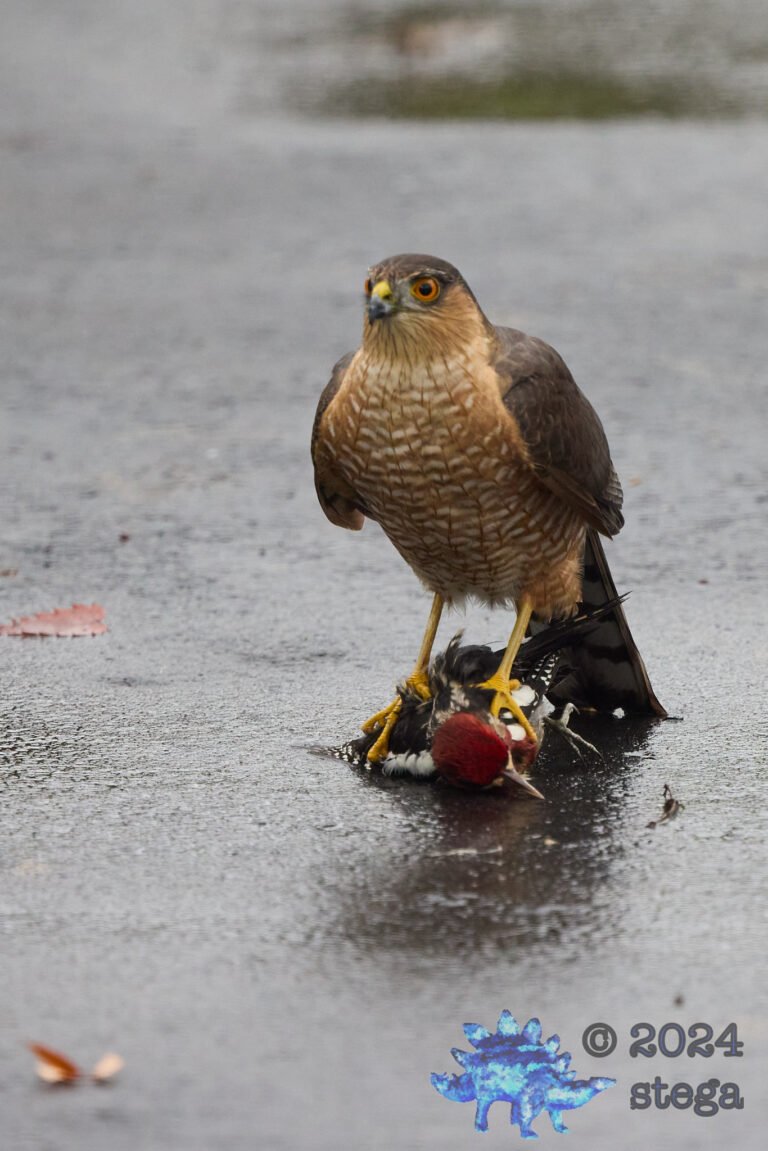 Cooper’s Hawk With Red-Naped Sapsucker