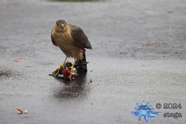 Cooper’s Hawk With Red-Naped Sapsucker