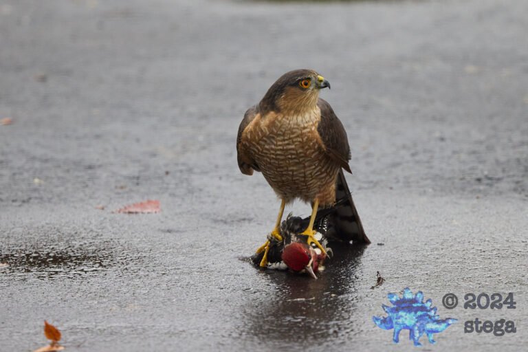 Cooper’s Hawk With Red-Naped Sapsucker