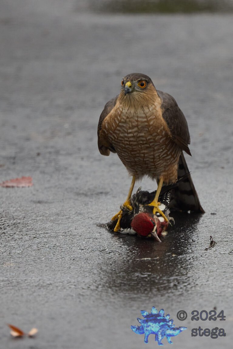Cooper’s Hawk With Red-Naped Sapsucker