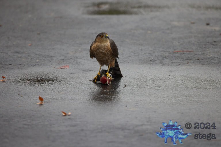 Cooper’s Hawk With Red-Naped Sapsucker