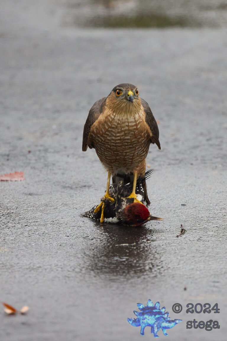 Cooper’s Hawk With Red-Naped Sapsucker