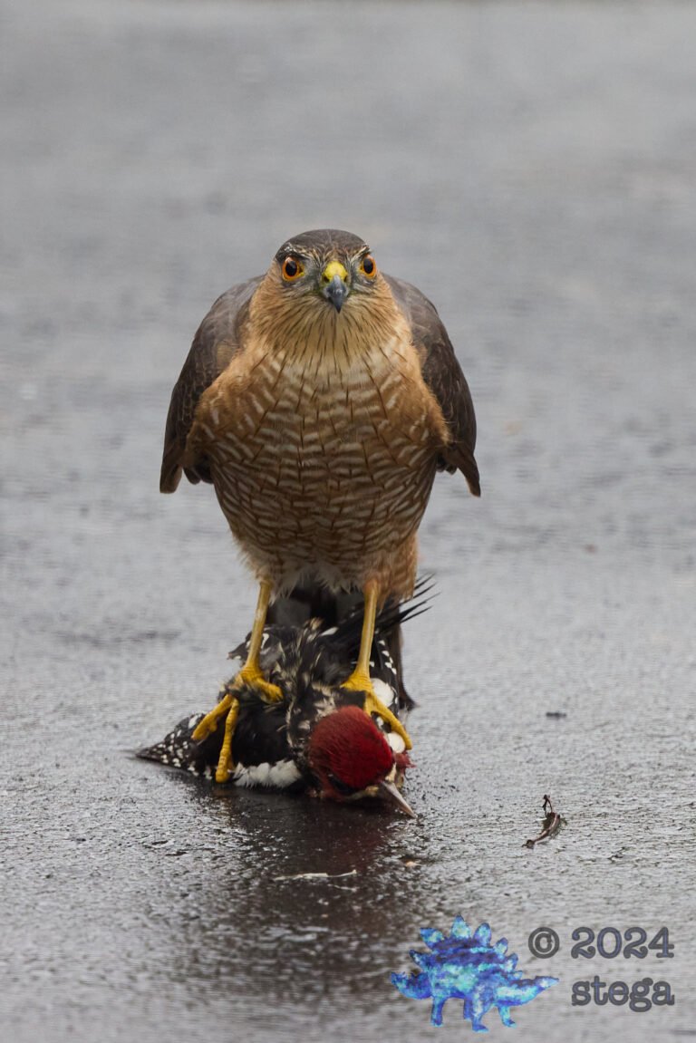Cooper’s Hawk With Red-Naped Sapsucker